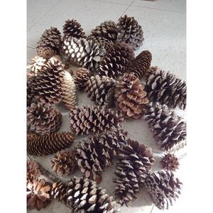 huge lot pinecones acorns seeds wild gathered decoration project crafts